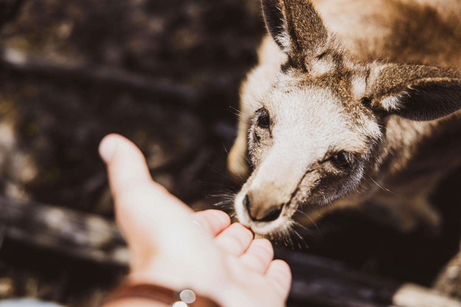 Feeding Kangaroo - Adrian Winther